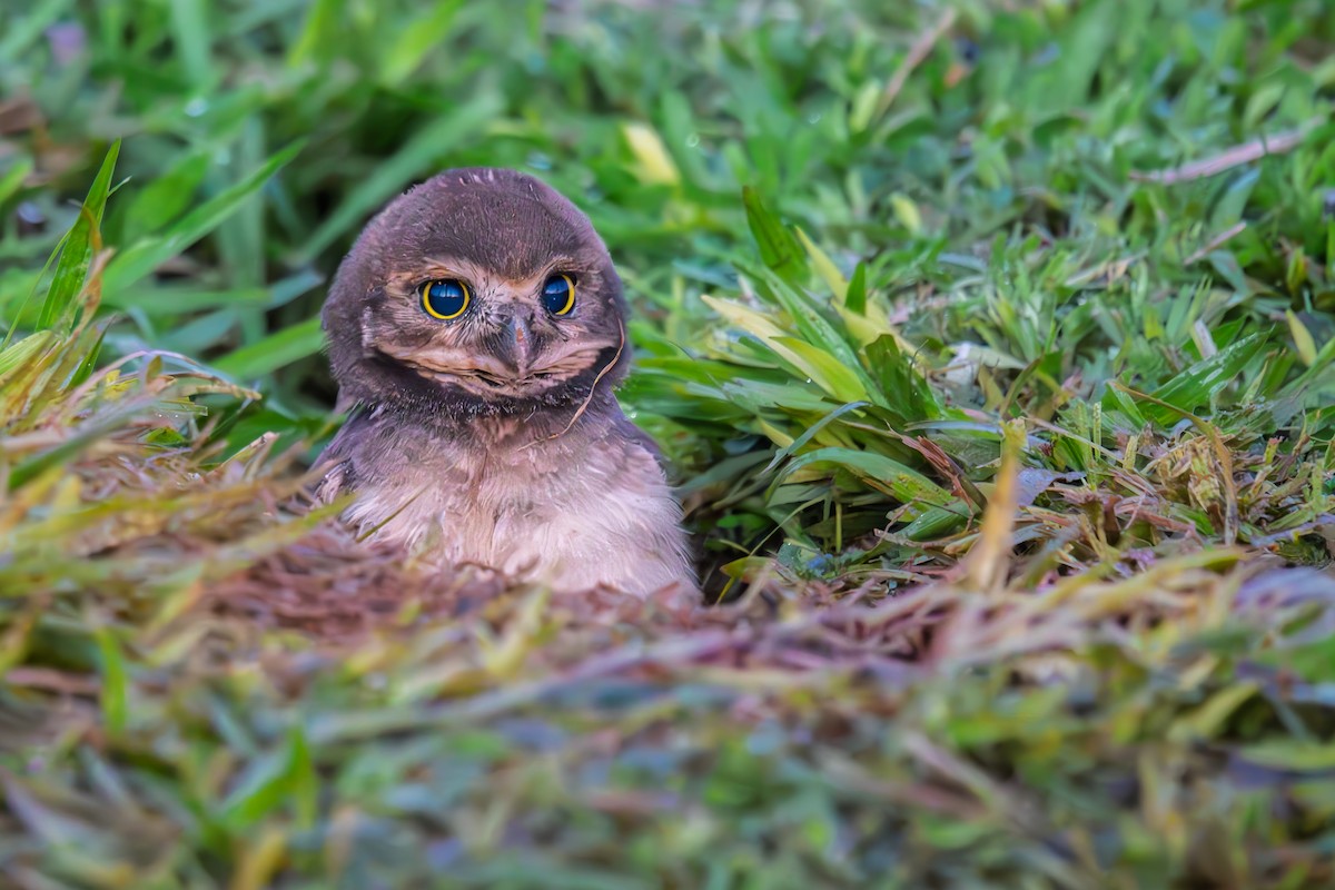 Burrowing Owl - ML645983452