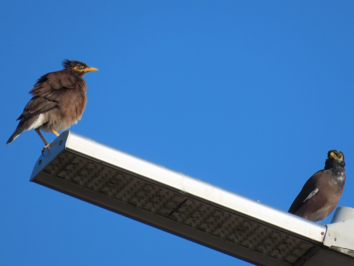 Common Myna - ML645983453