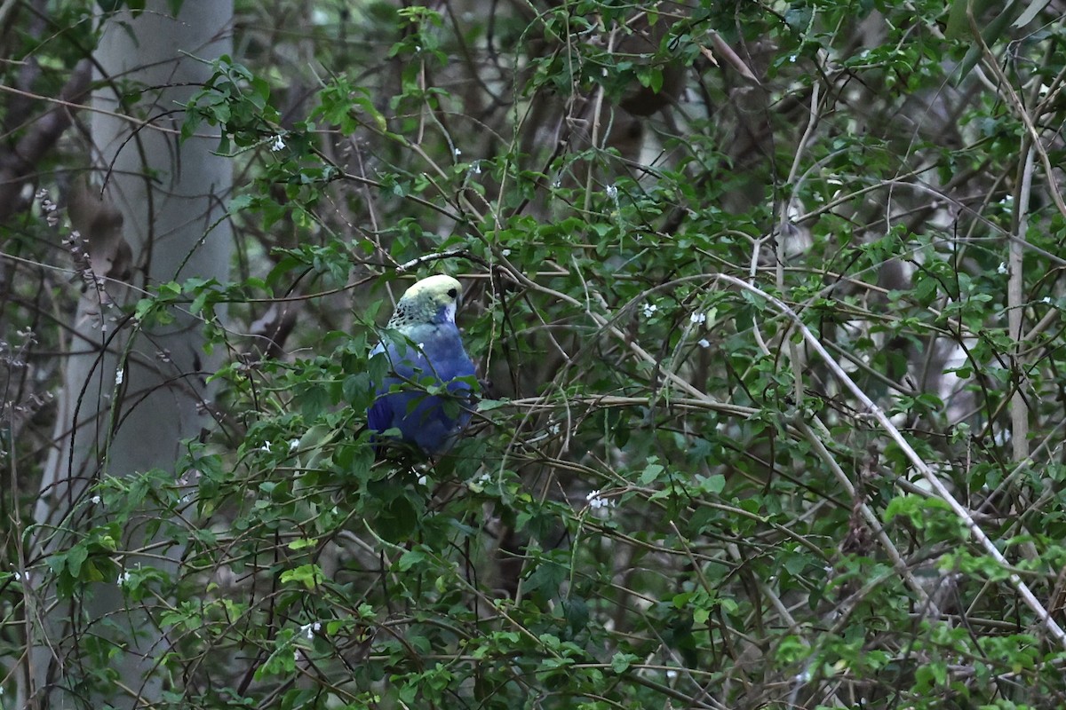 Pale-headed Rosella - ML645983454
