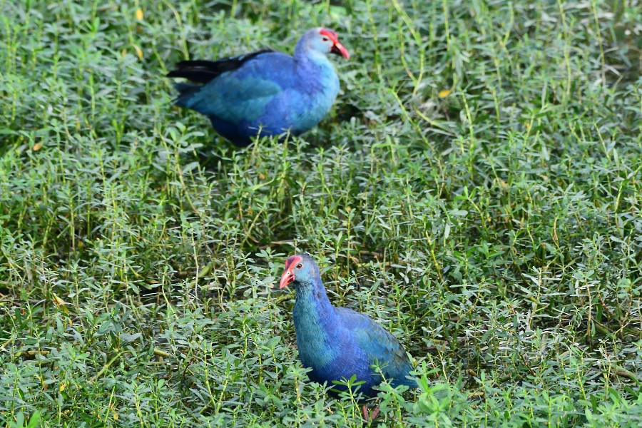 Gray-headed Swamphen - ML645983455