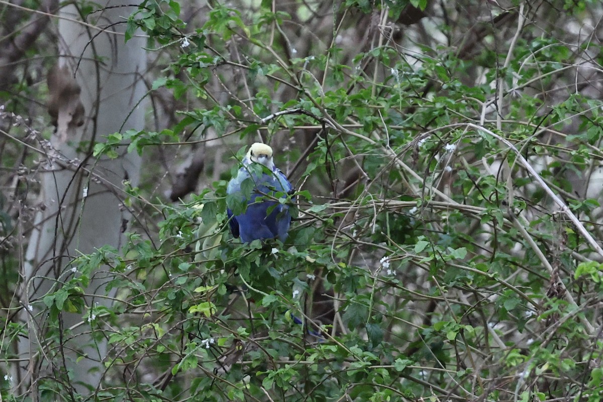 Pale-headed Rosella - ML645983456