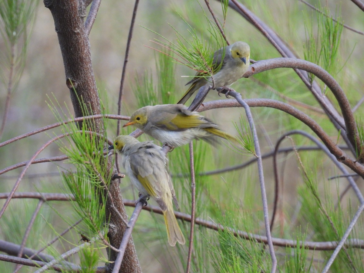 White-plumed Honeyeater - ML645983457