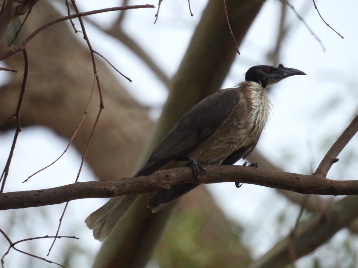 Noisy Friarbird - ML645983459