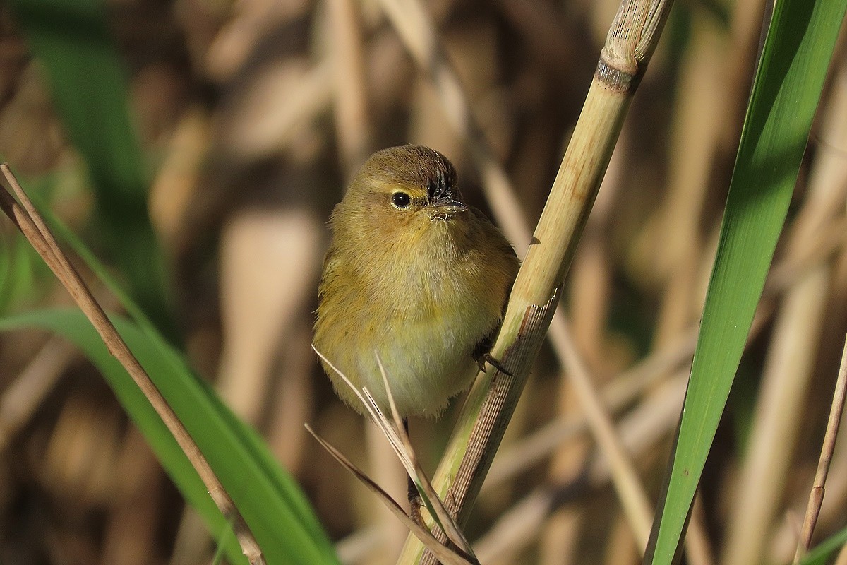 Common Chiffchaff - ML645983461