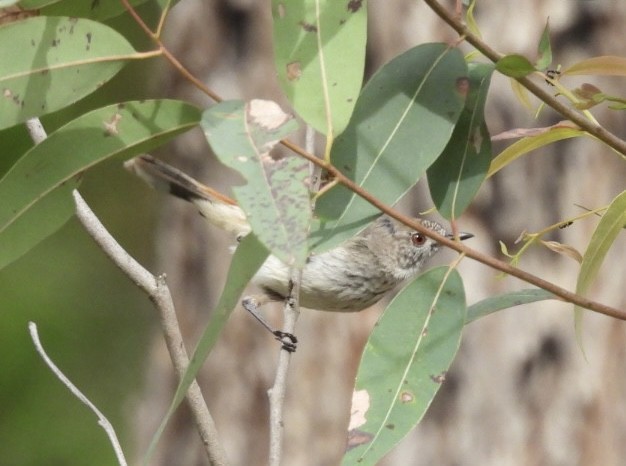 Inland Thornbill - ML645983462