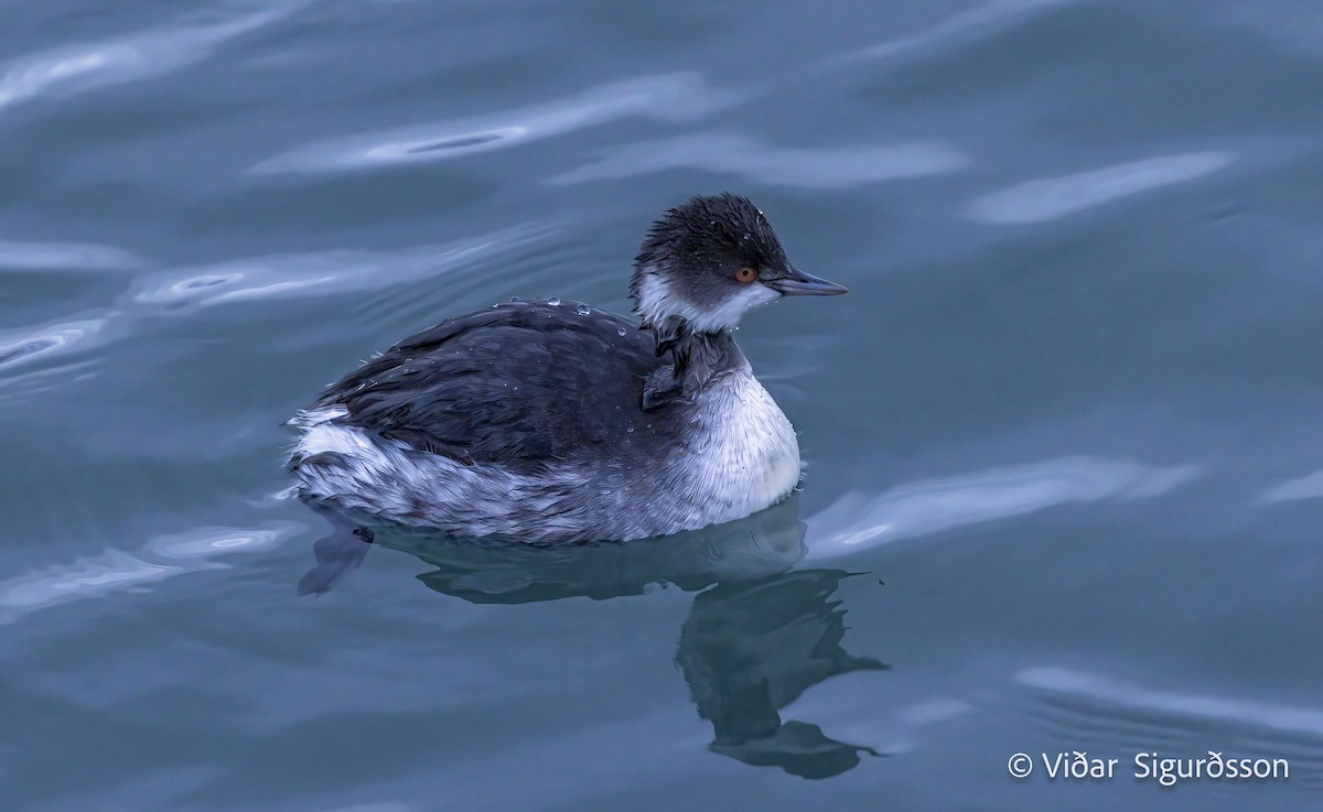 Eared Grebe - ML645983463