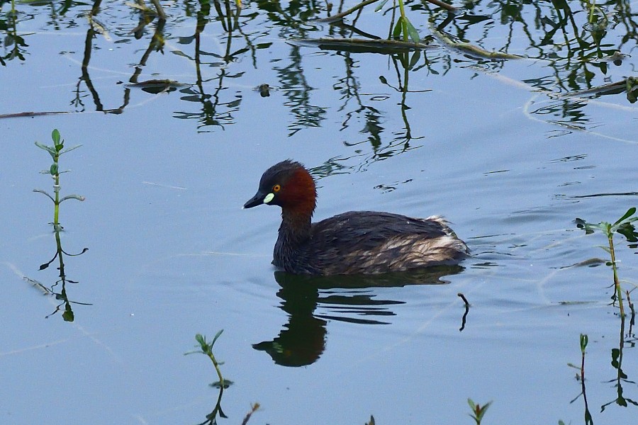 Zwergtaucher - ML645983464