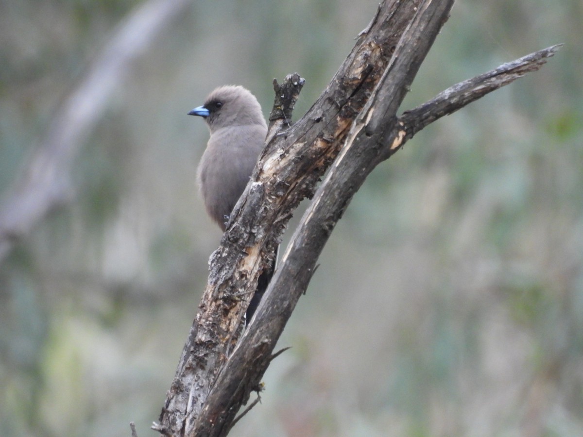 Rußschwalbenstar - ML645983465