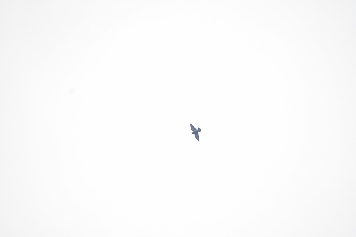 Grauschwalbenstar - ML645983466