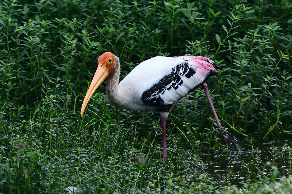 Buntstorch - ML645983467