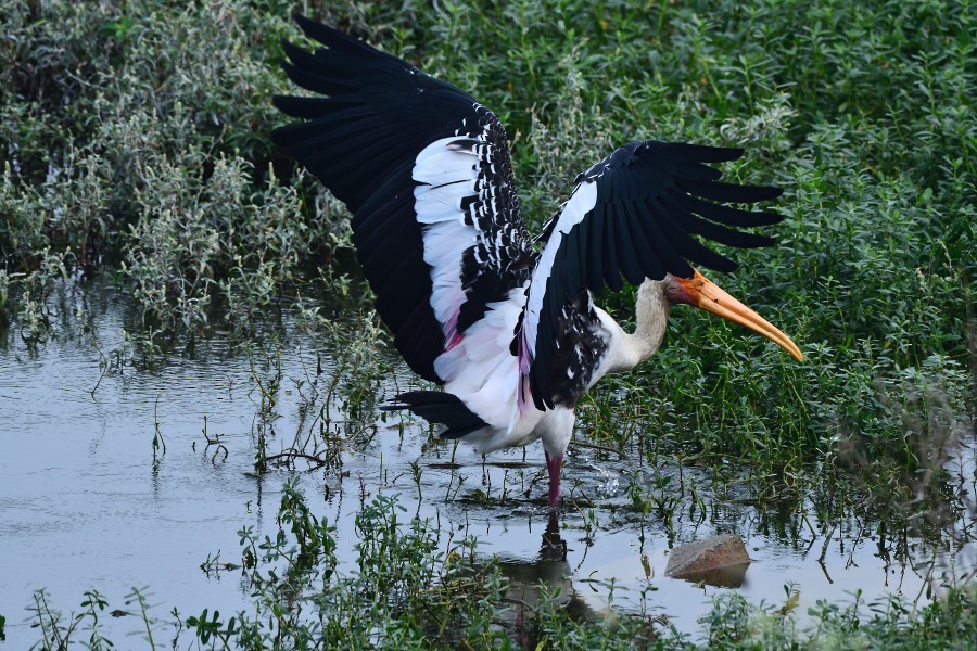 Buntstorch - ML645983468