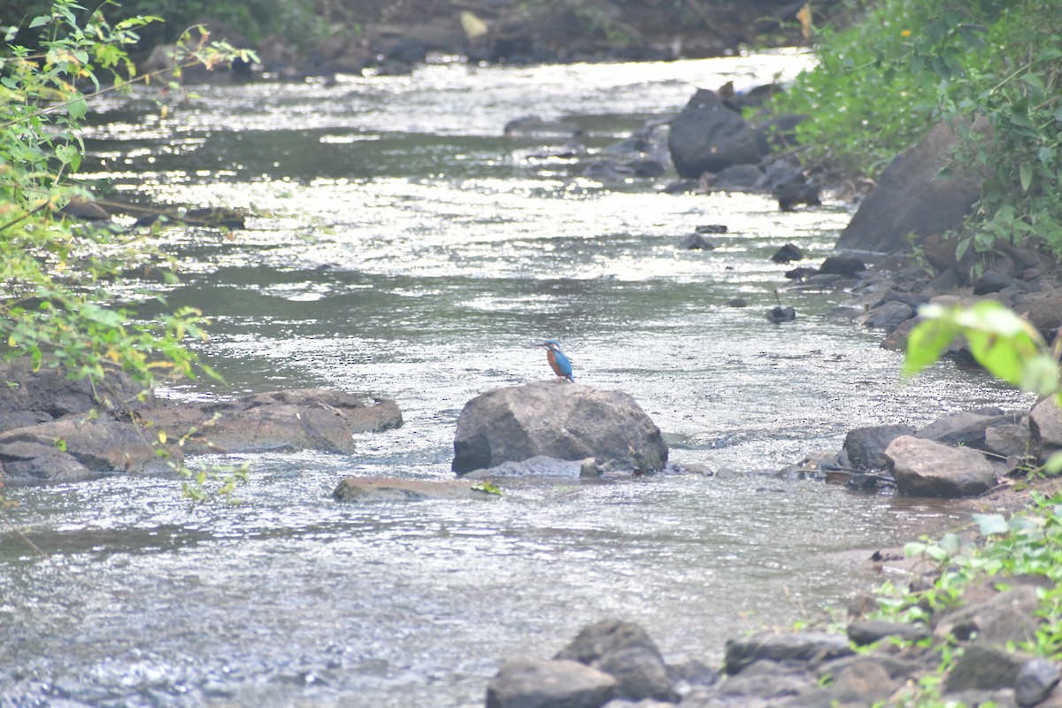 Eisvogel - ML645983473