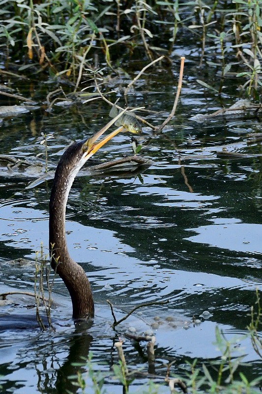 Orient-Schlangenhalsvogel - ML645983475