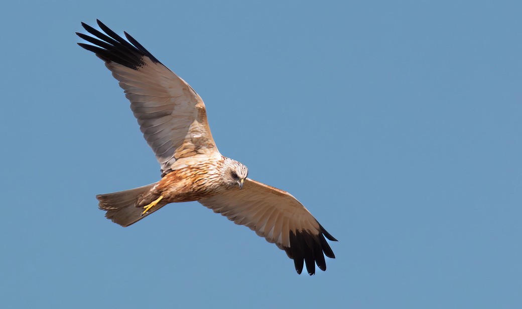 Rohrweihe - ML645983476