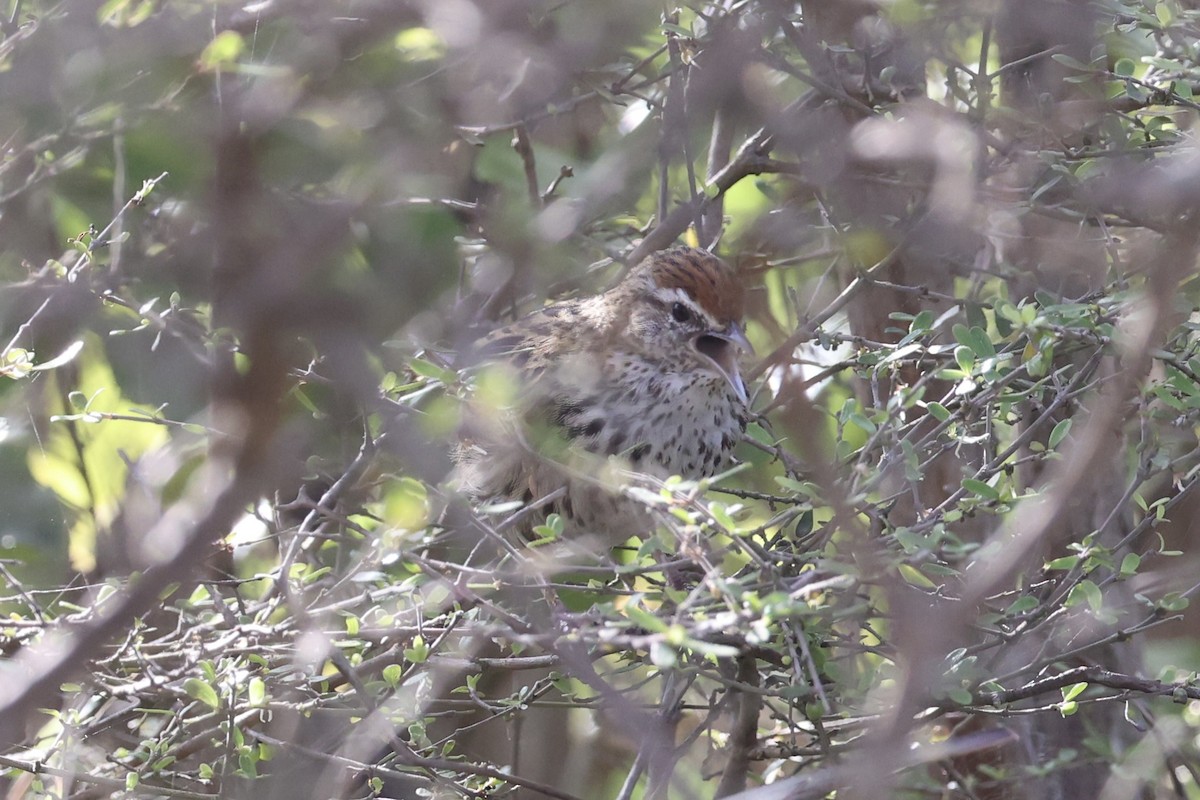 Farnsänger - ML645983477