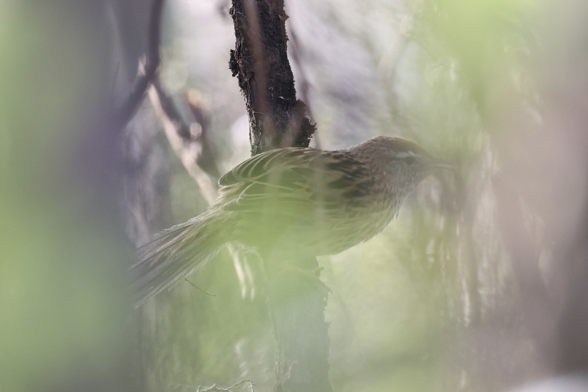 Farnsänger - ML645983478