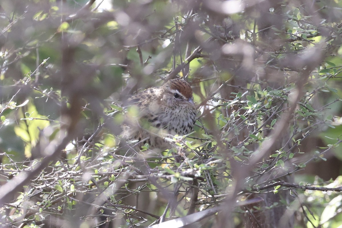 Farnsänger - ML645983479