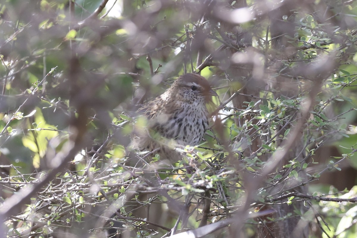 Farnsänger - ML645983480