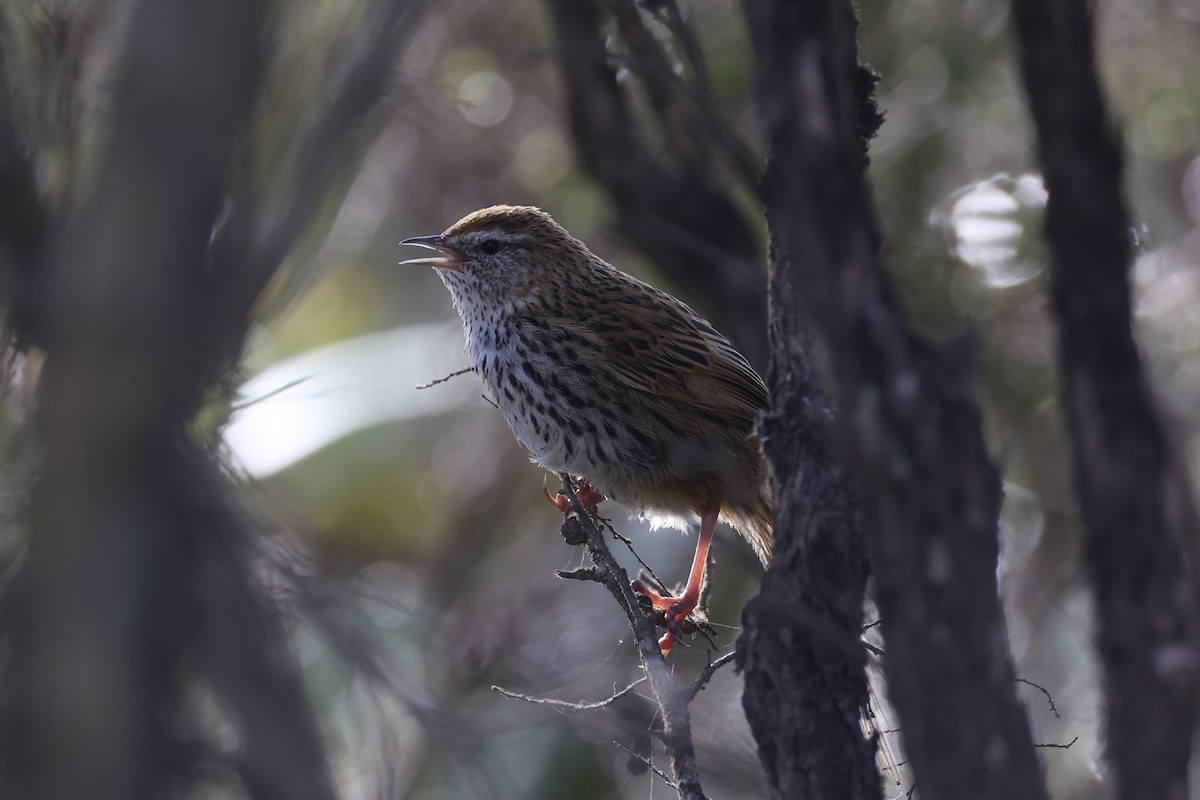 Farnsänger - ML645983481