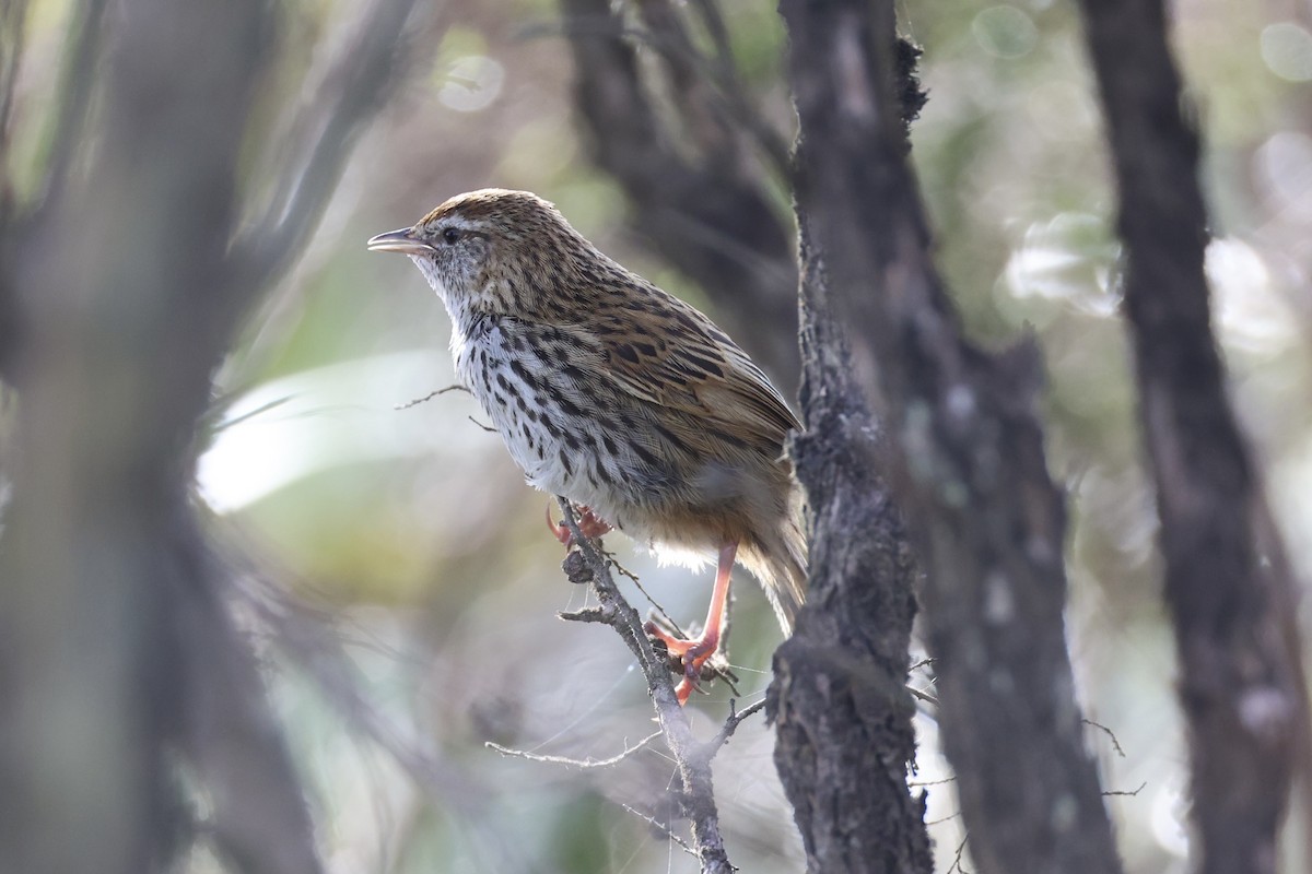 Farnsänger - ML645983482