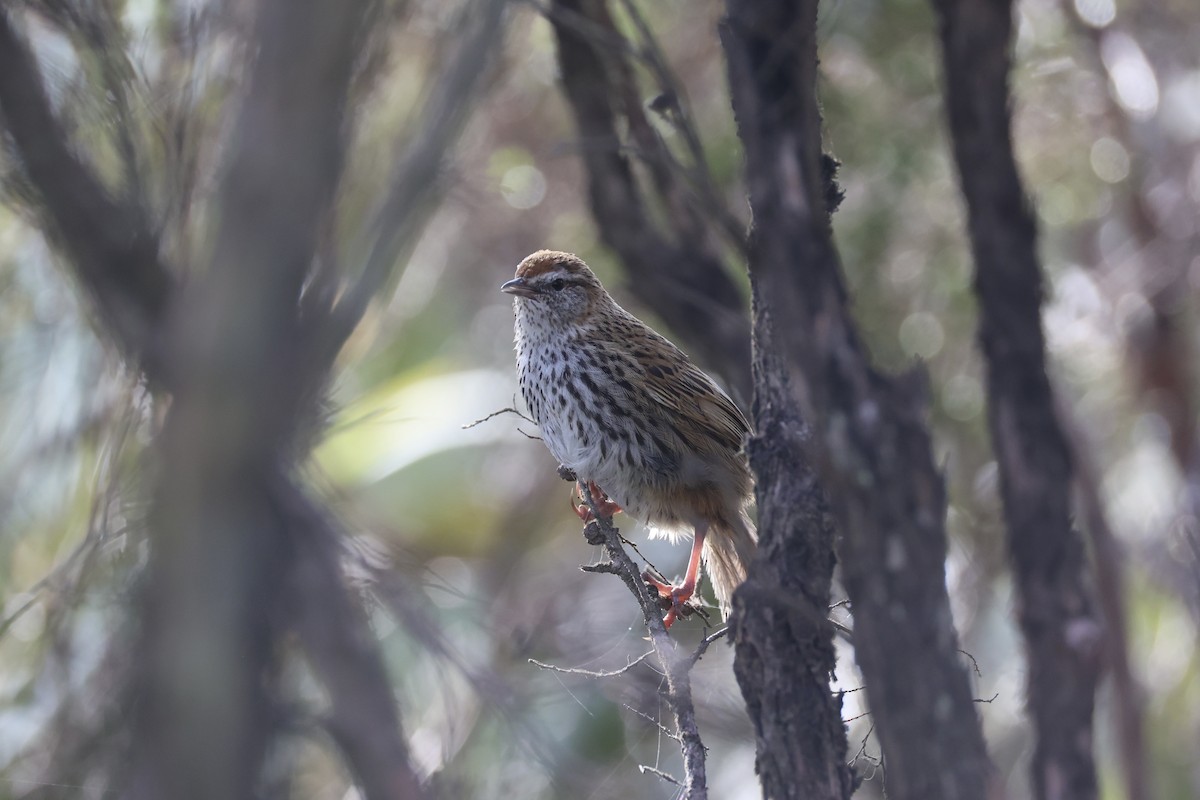 Farnsänger - ML645983483