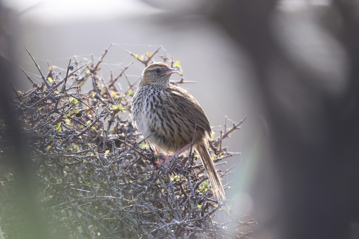 Farnsänger - ML645983485