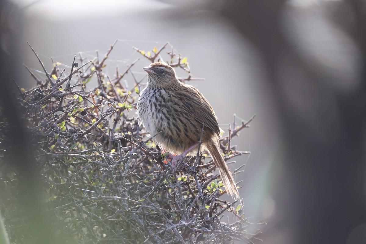 Farnsänger - ML645983486