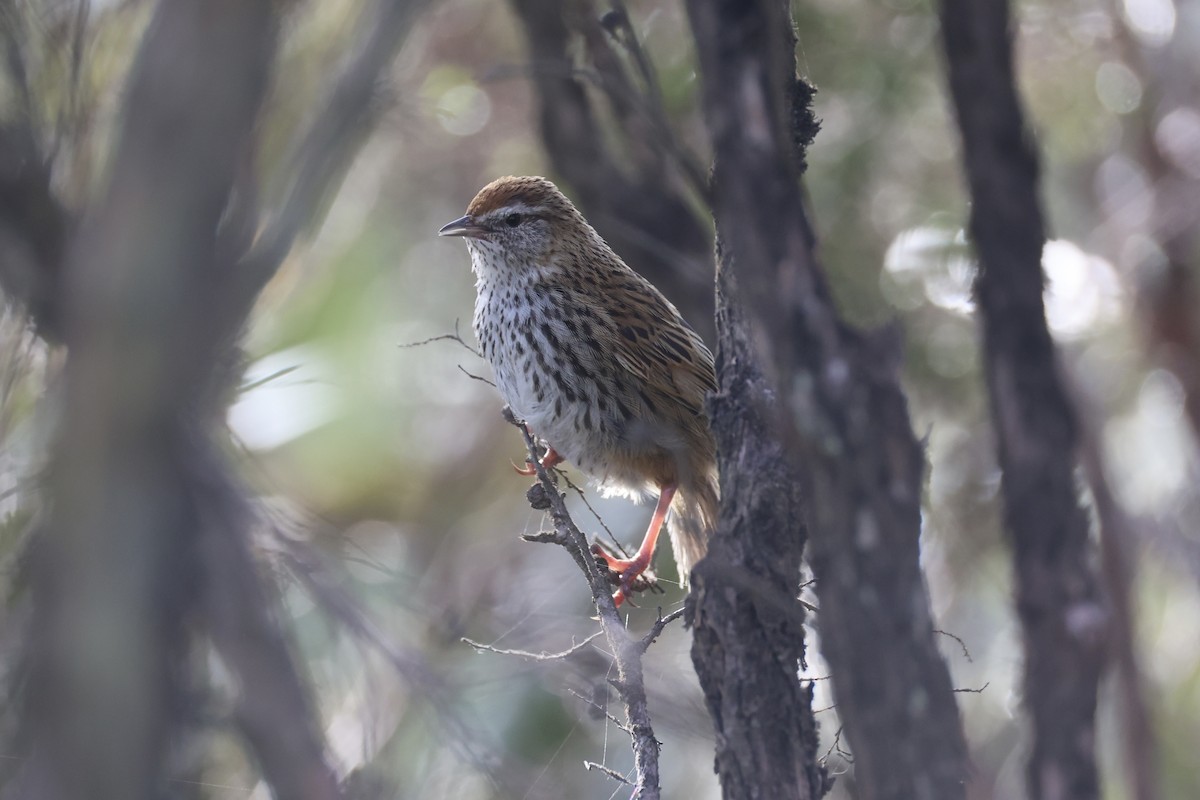 Farnsänger - ML645983487