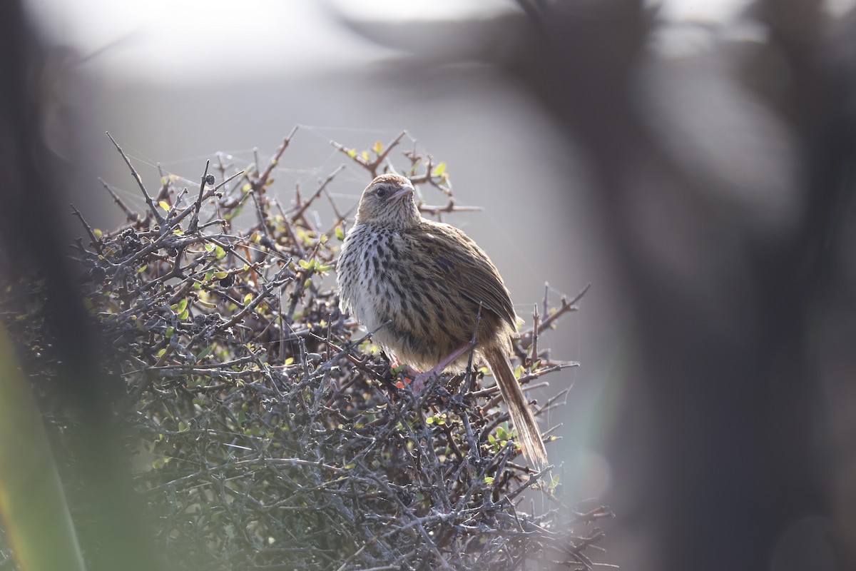 Farnsänger - ML645983488