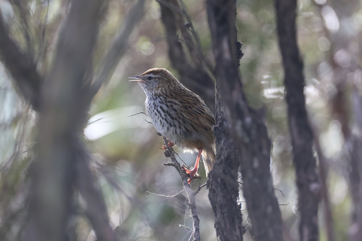 Farnsänger - ML645983490