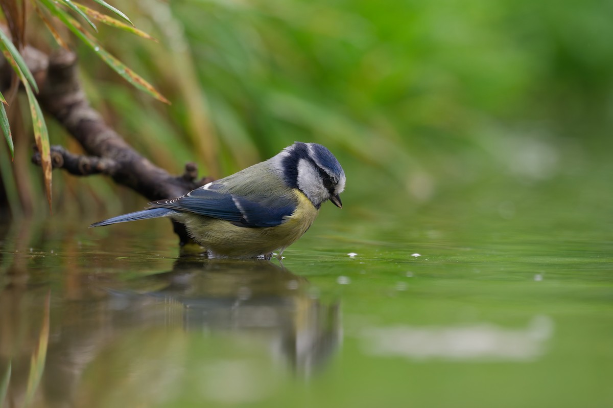 Blaumeise - ML645983493