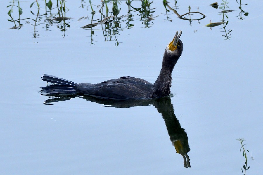 Kormoran - ML645983494