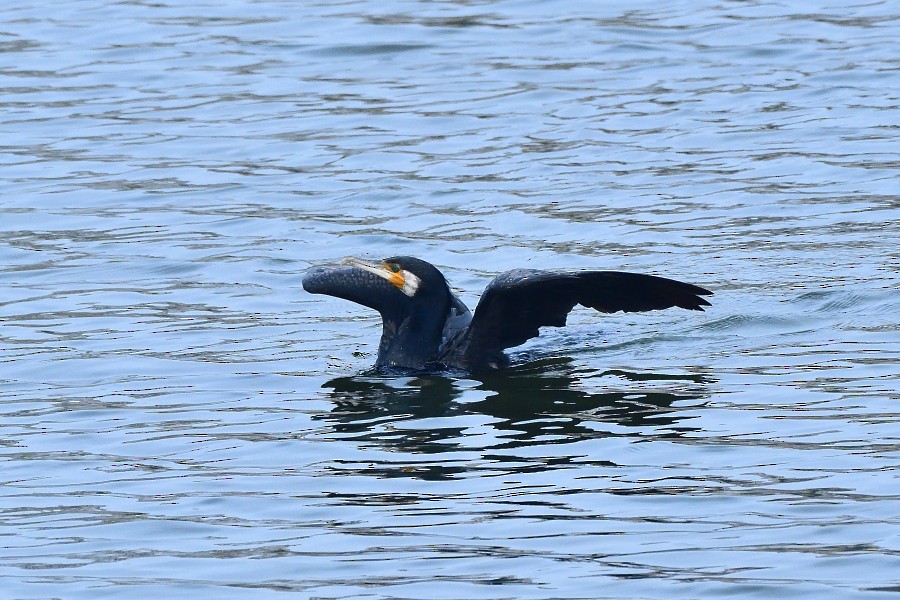 Kormoran - ML645983495