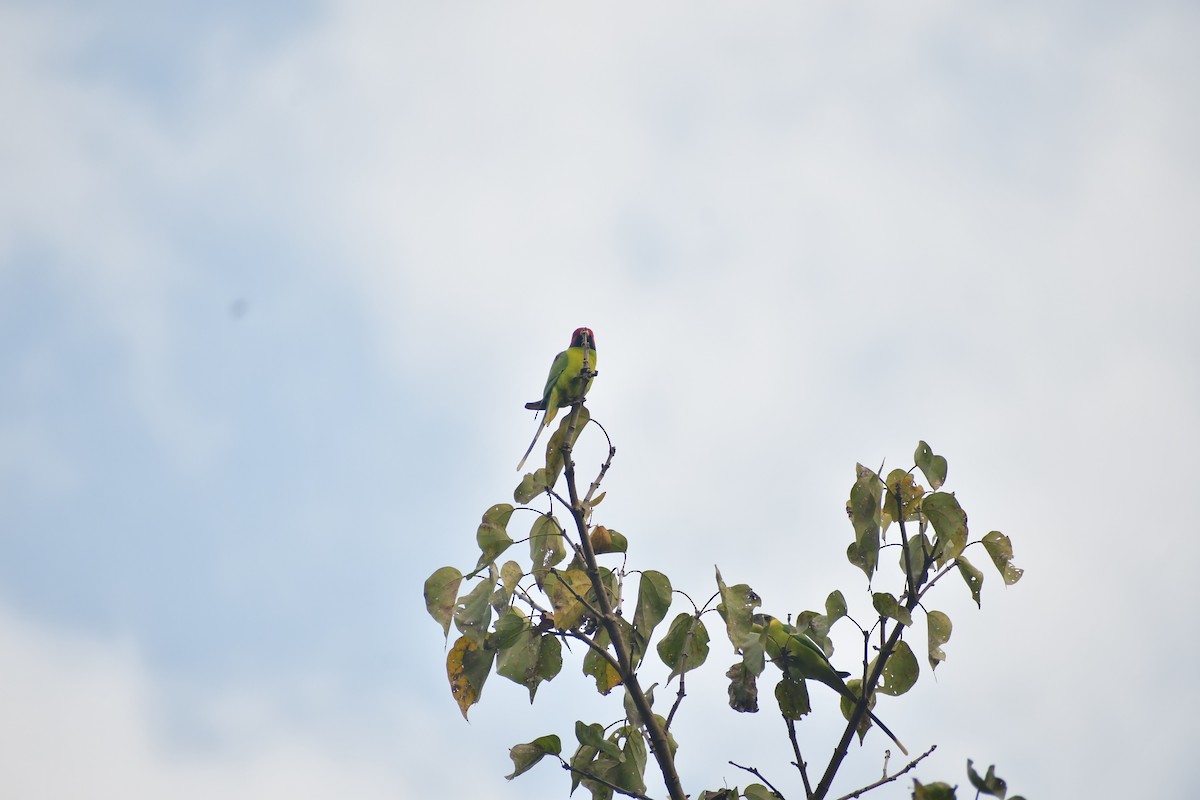 Pflaumenkopfsittich - ML645983496