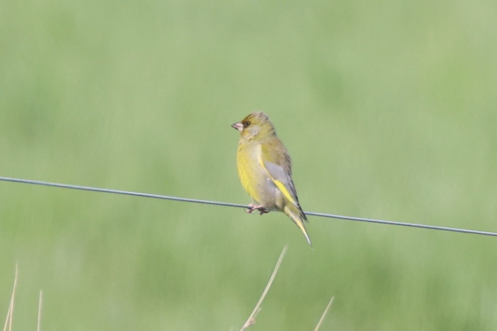 Grünfink - ML645983498