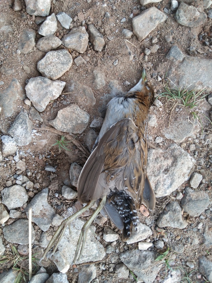 Baillon's Crake - ML645983499