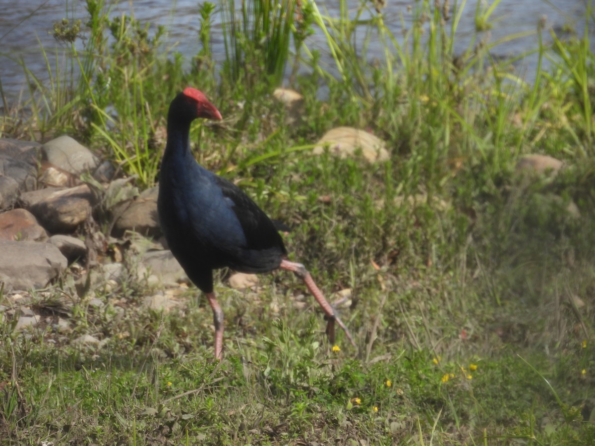 Australasian Swamphen - ML645983500
