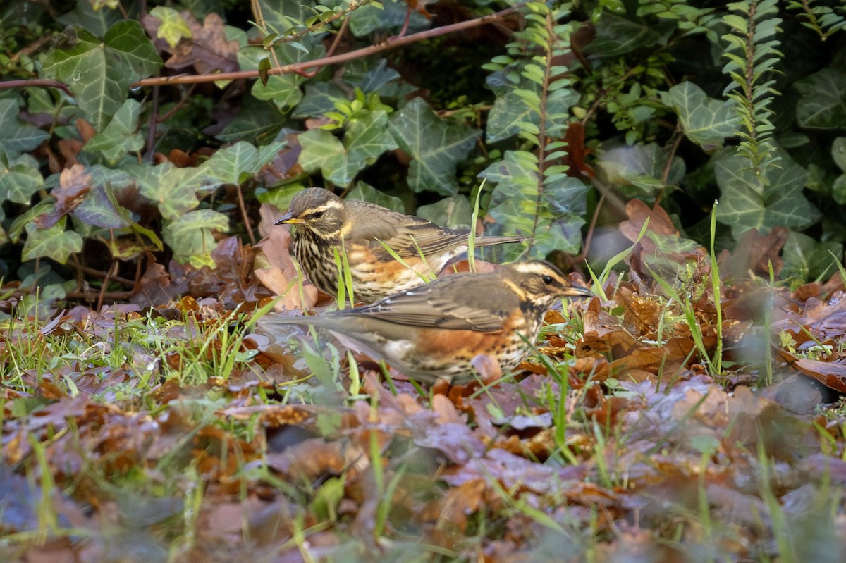 Redwing - ML645983506