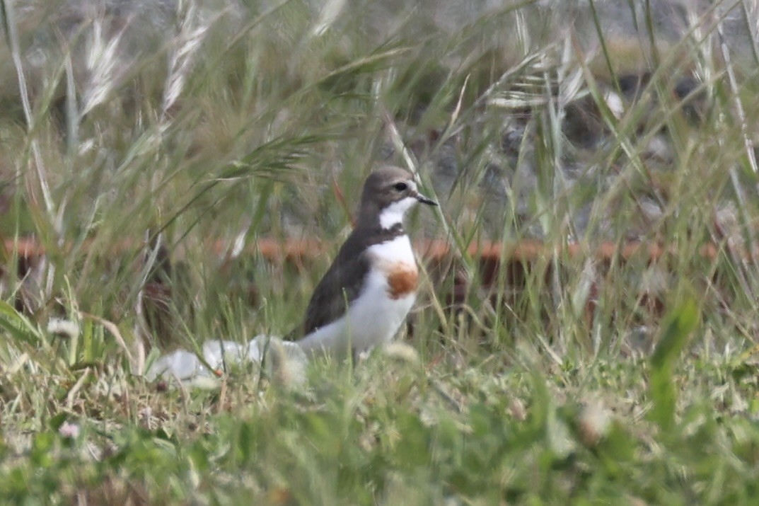 Double-banded Plover - ML645983512