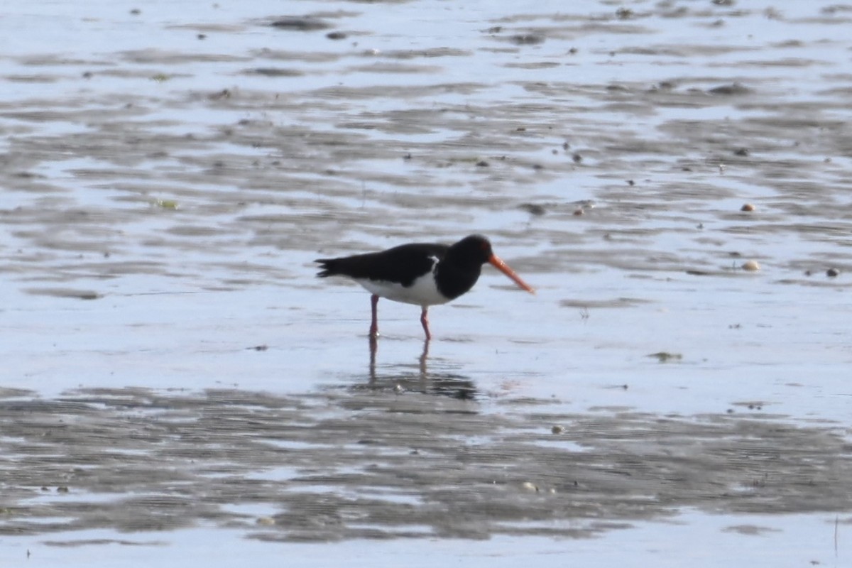 South Island Oystercatcher - ML645983513