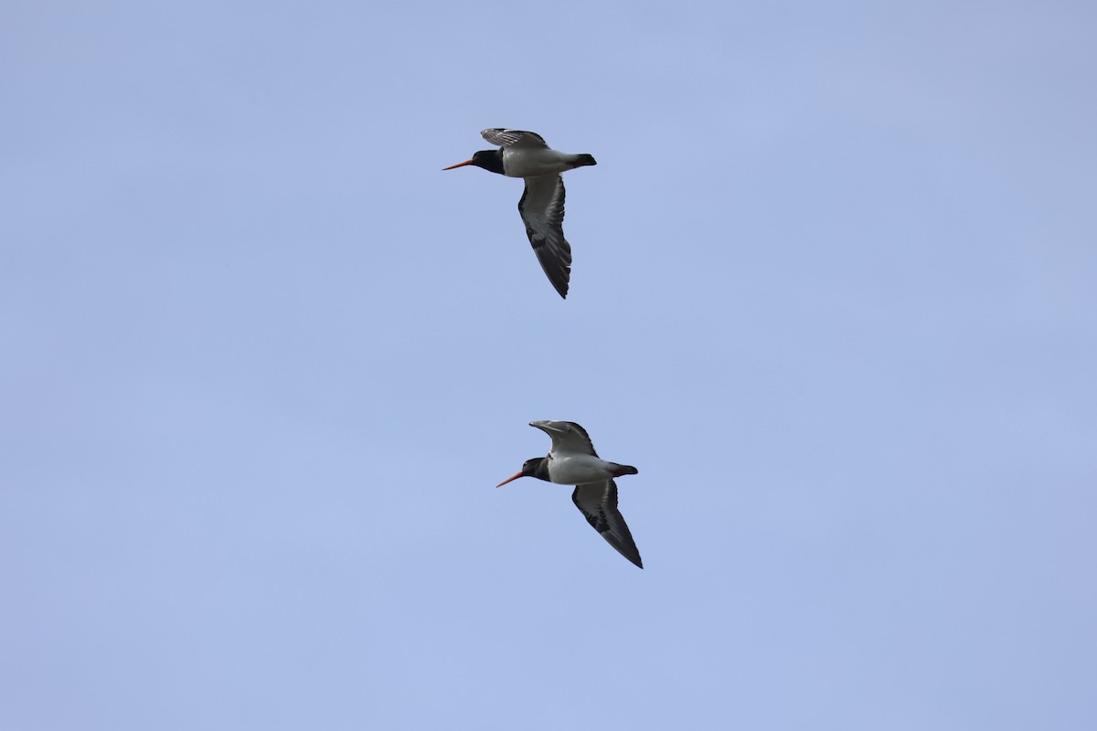 South Island Oystercatcher - ML645983519