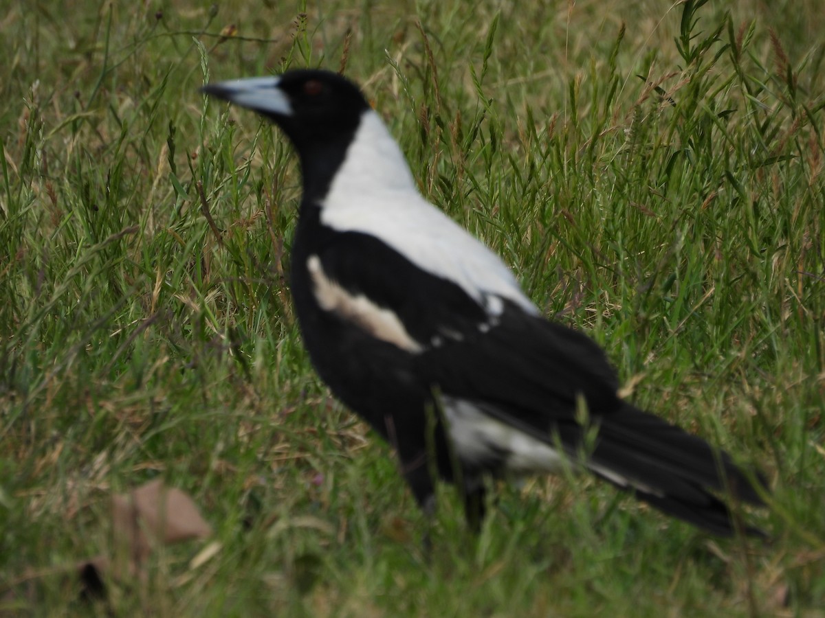 Australian Magpie (White-backed) - ML645983529