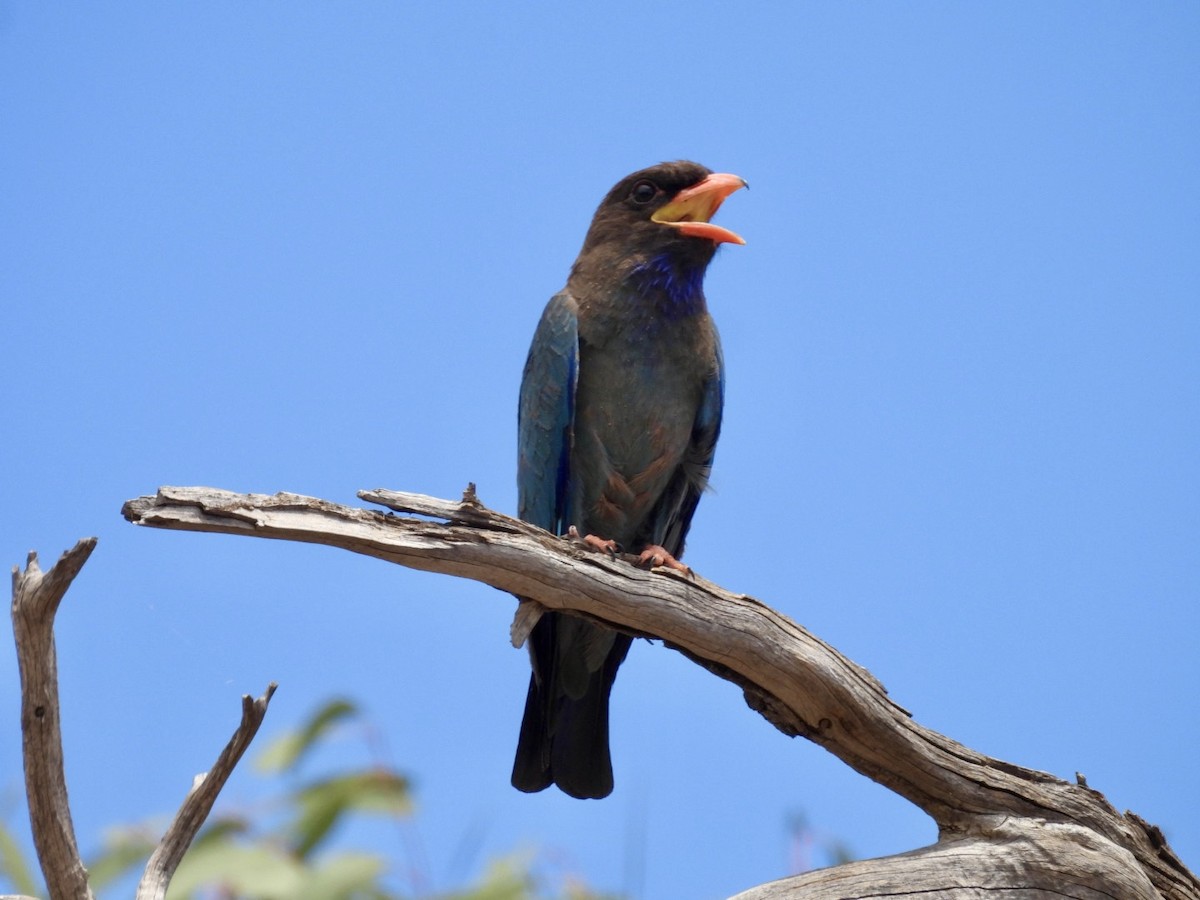 佛法僧 - ML645983530