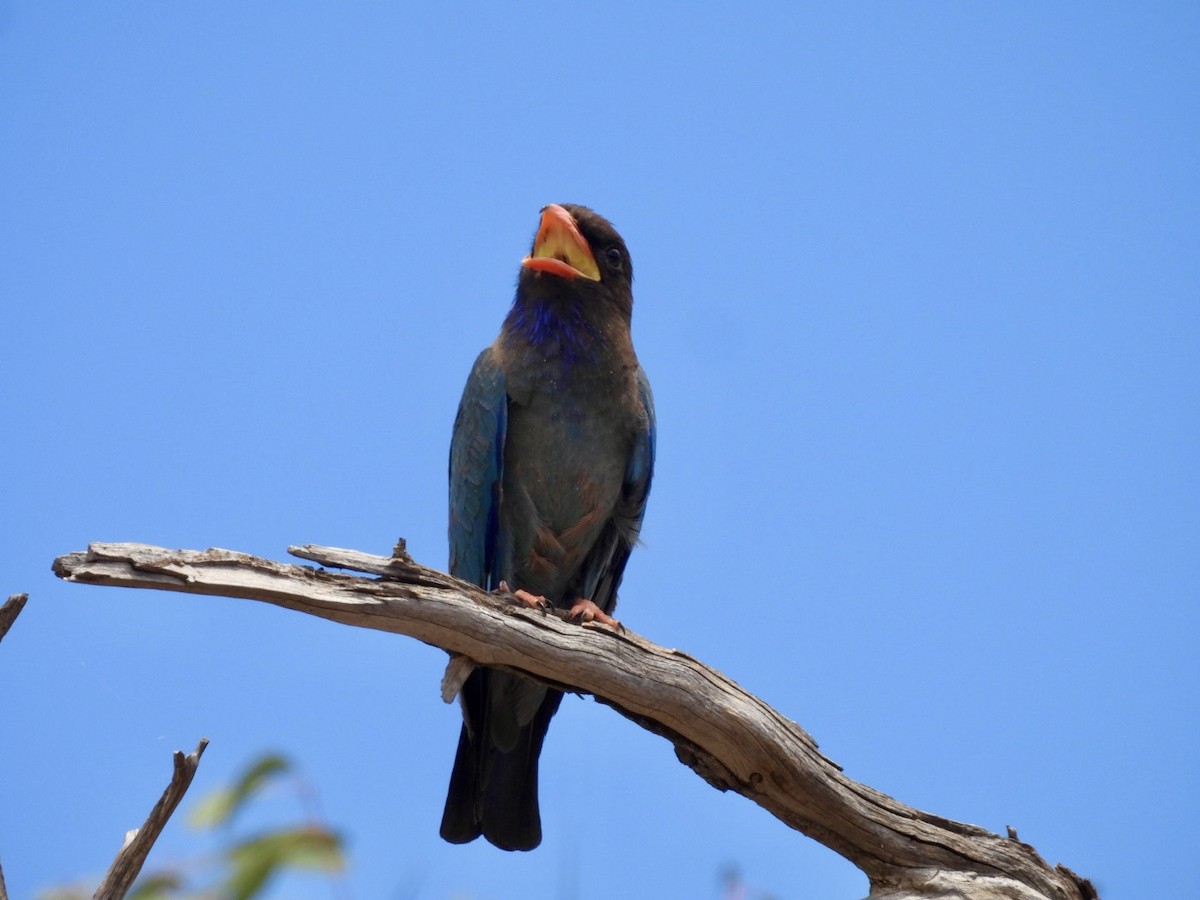 佛法僧 - ML645983531