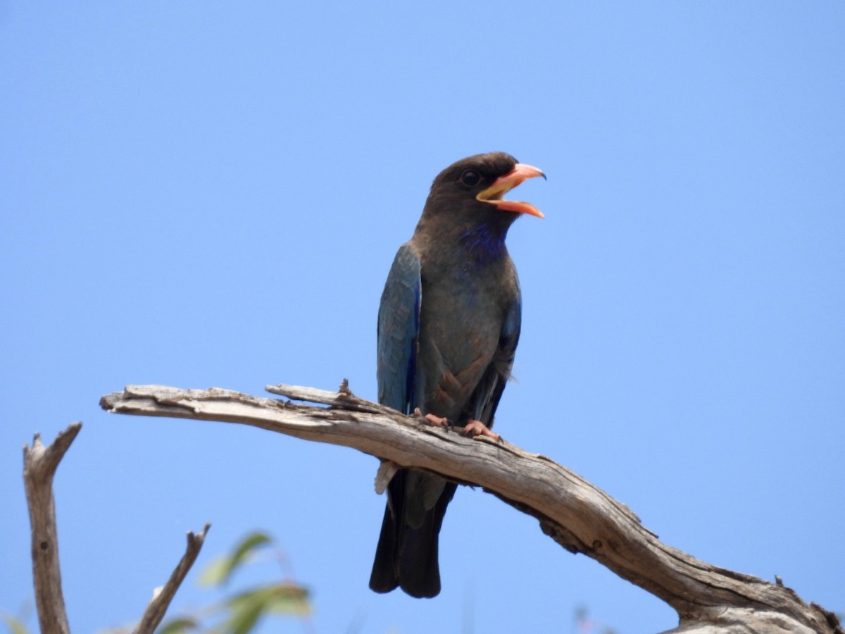 佛法僧 - ML645983532