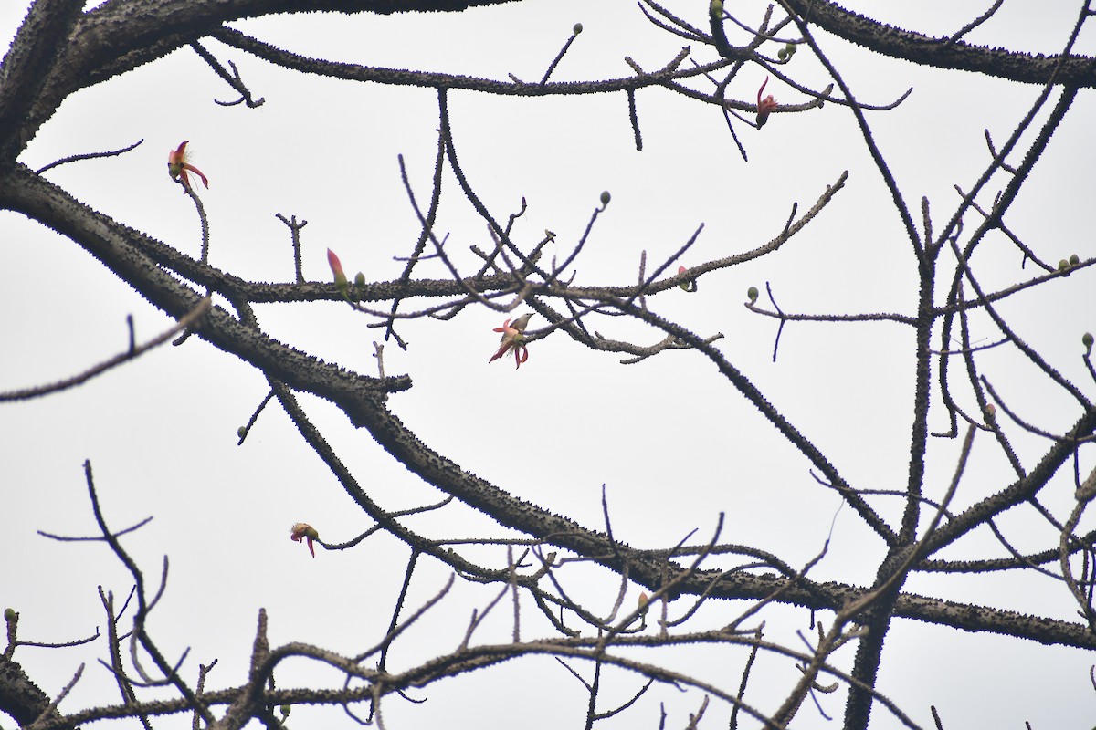 Malabar Starling - ML645983533