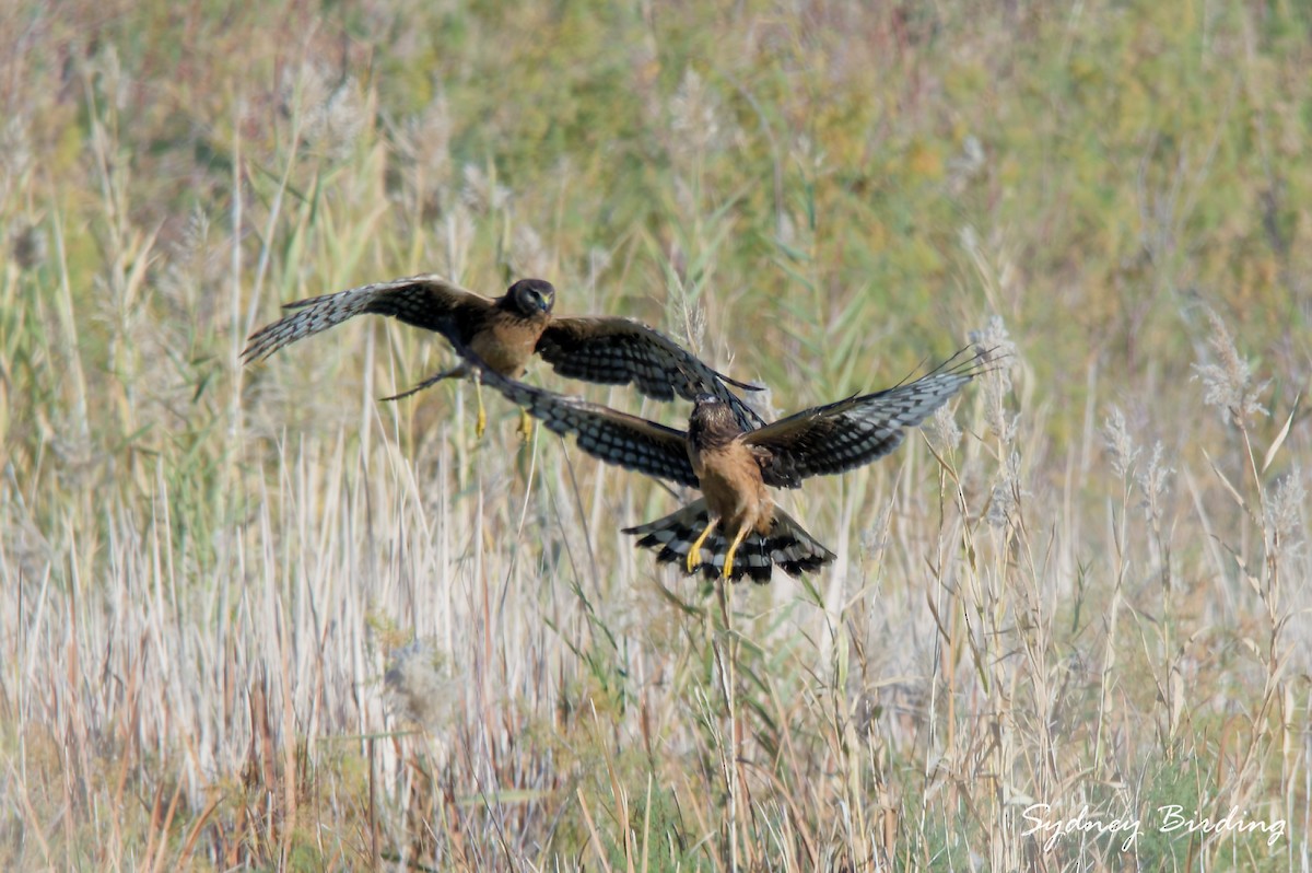 Northern Harrier - ML645983534