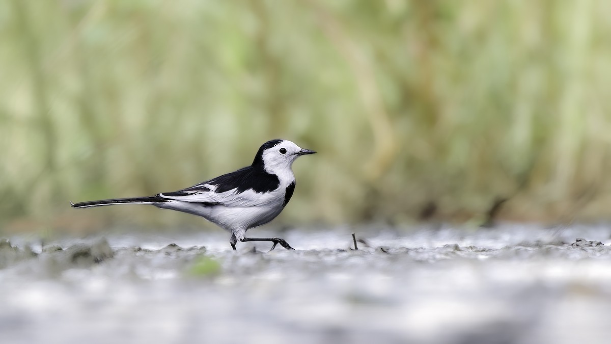 白鶺鴒 - ML645983535