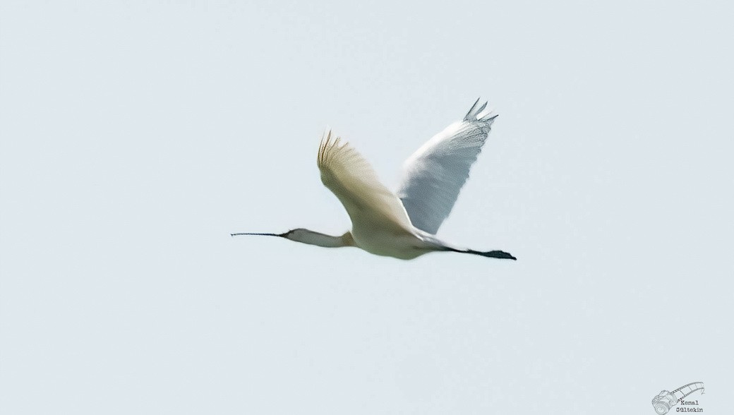 白琵鷺 - ML645983536