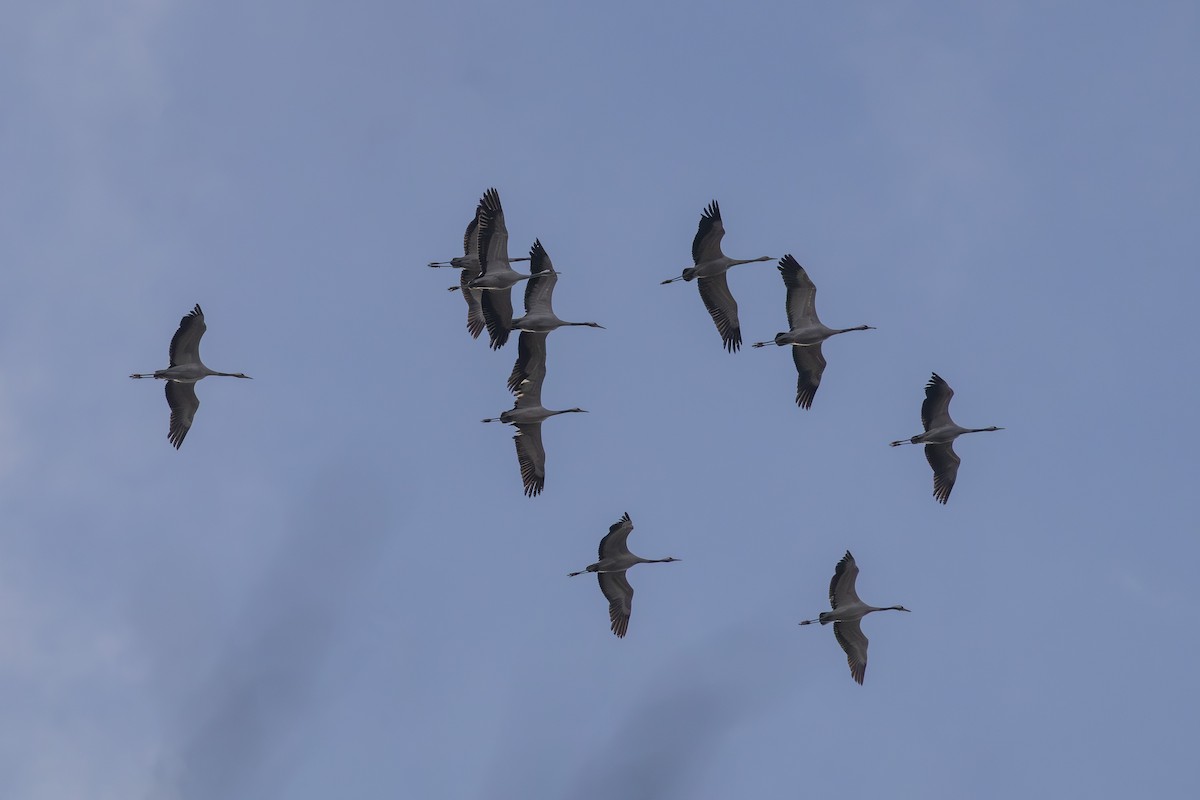 灰鶴 - ML645983537